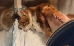 Maltepe’de tekmelenen kedinin kaburgaları kırıldı