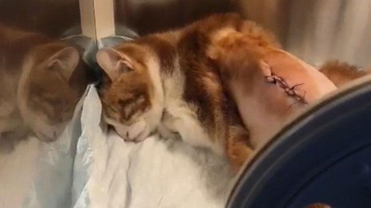 Maltepe’de tekmelenen kedinin kaburgaları kırıldı