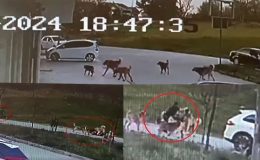 30 dikiş atıldı, çenesi kırıldı! Dehşete düşüren olayda köpekler sahipli çıktı