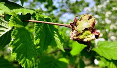 Fındıkta ‘külleme’ ile mücadele