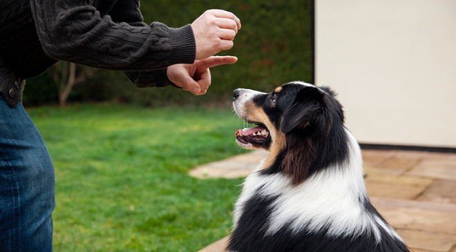 Köpek Eğitim Merkezi
